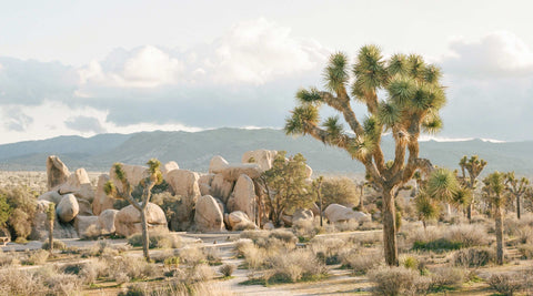 A desert vista with boulders and Joshua trees.