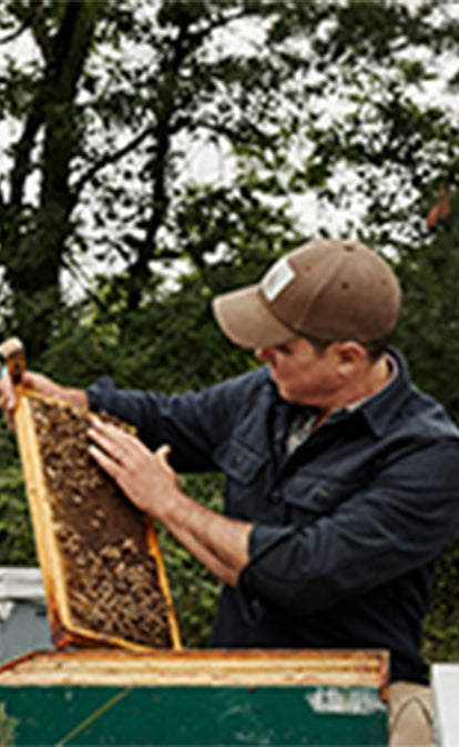 Beekeeper tending bees on a hive tray
