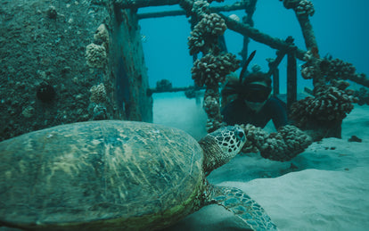 Free diver lying on the sea floor, within some coral-crusted wreckage, observing a large green sea turtle in the foreground.