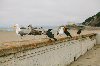 Sea gulls lined up on a sea wall.
