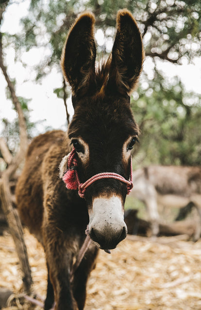 A rope-bridled donkey facing the camera.