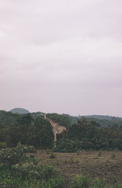 A single giraffe, standing and eating across a clearing in the brush.