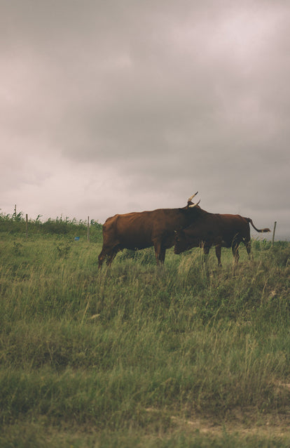 A large brown bull and cow, rubbing up on each other in a field under a cloudy sky.