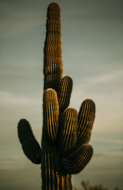 An iconic cacti.