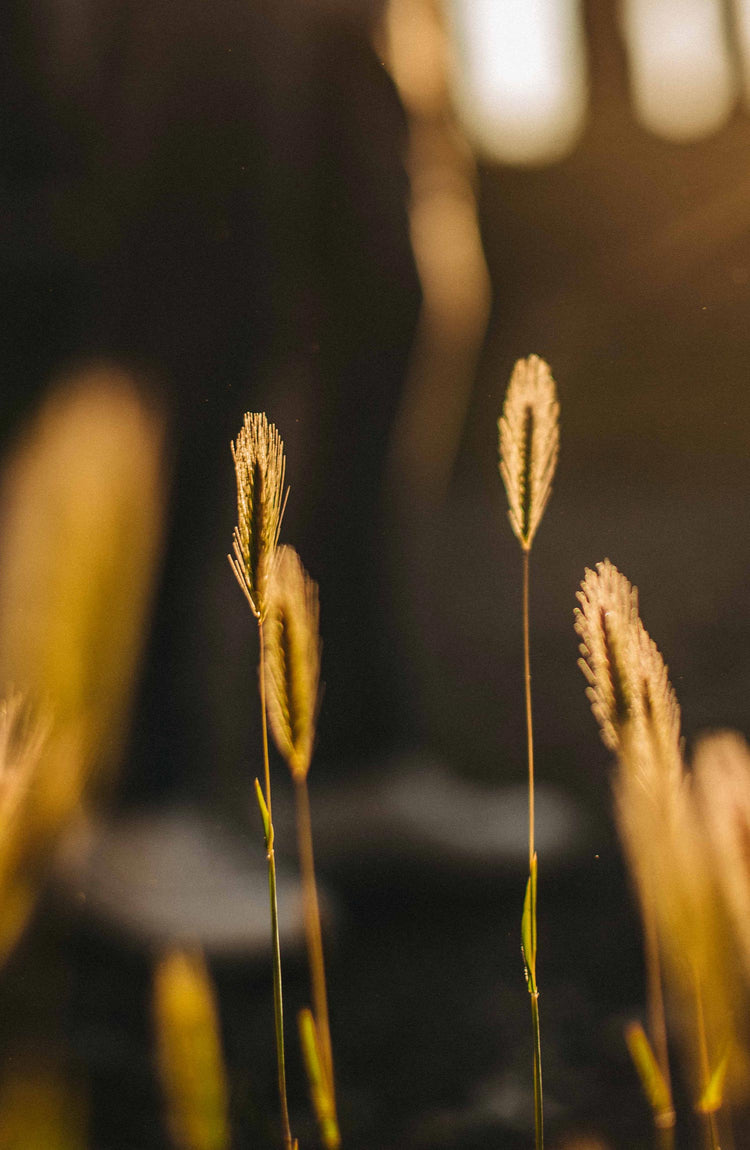 Plants in a backyard