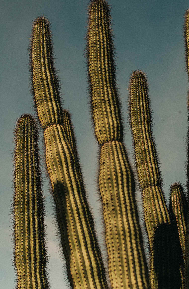 The Spring Collection
