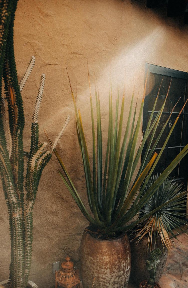Agave plants
