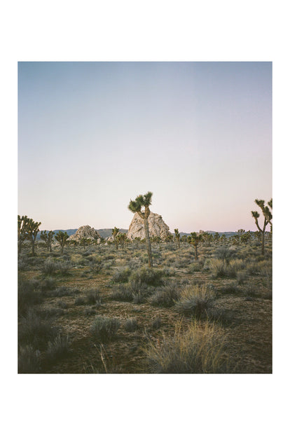 A film photo of the Joshua Tree Desert