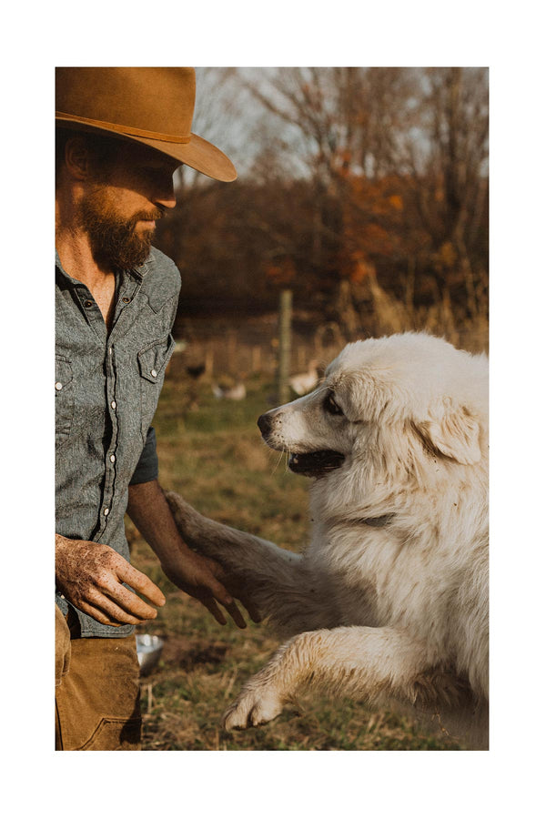 Josh portrait: milking goat.