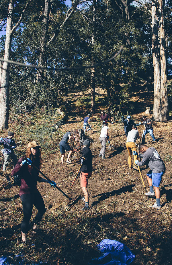 A dozen or so volunteers working on a wooded slope, with rakes and shovels.