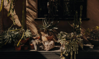 Agave plants on a patio