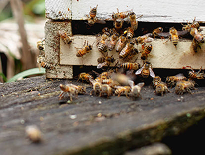 Bees entering and leaving hive