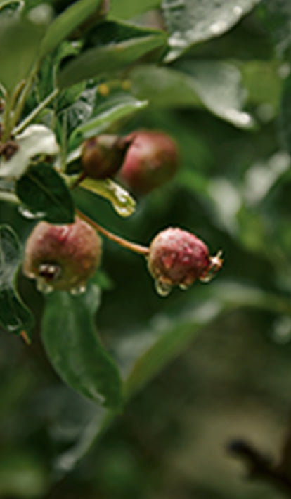 Water collecting and dripping off the fruit of a tree