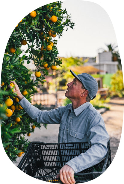 Volunteer at The Ecology Center picking oranges in The Chore Shirt in Washed Indigo Boss Duck