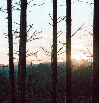 The fir trees of The Oregon Coast, with the sun setting behind them.