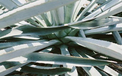 Close up on the leaves of two or three agave plants in bright natural sunlight.