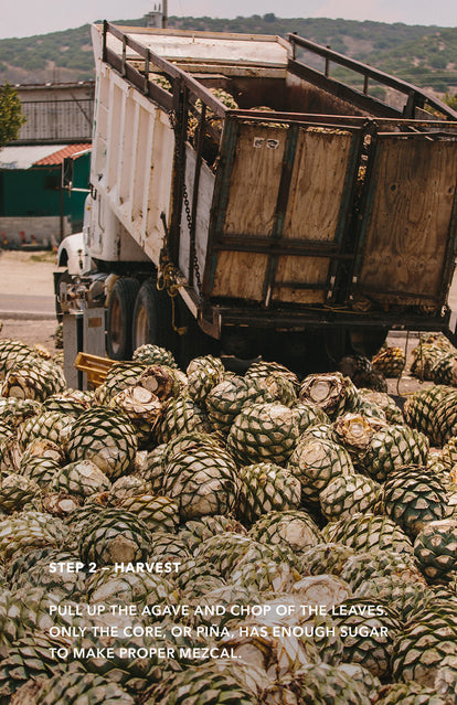 Step 2: Harvest - pile of agave hearts being dumped off the back of a truck.