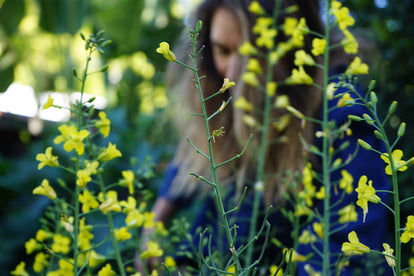 Close up of indigo flowers, with someone working in the background.