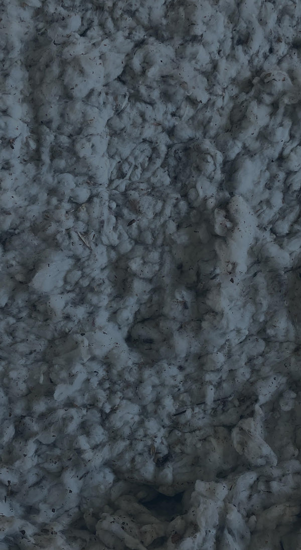 Extreme close-up of raw cotton fibre.