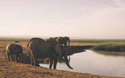 Several elephants around a watering hole.
