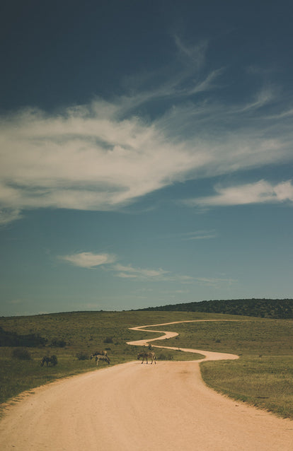 A winding dirt track with zebras crossing in the middle distance.