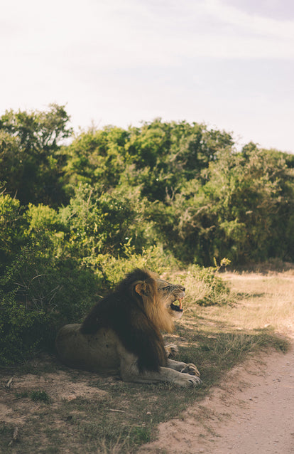 A lion seated at the side of a dirt road, roaring.