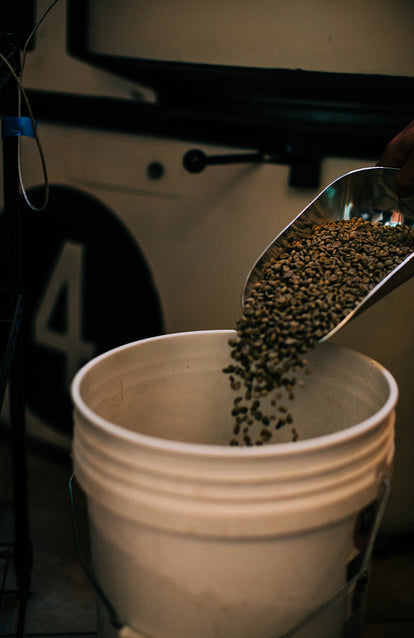 Beans pouring from a scoop into a large plastic pale.