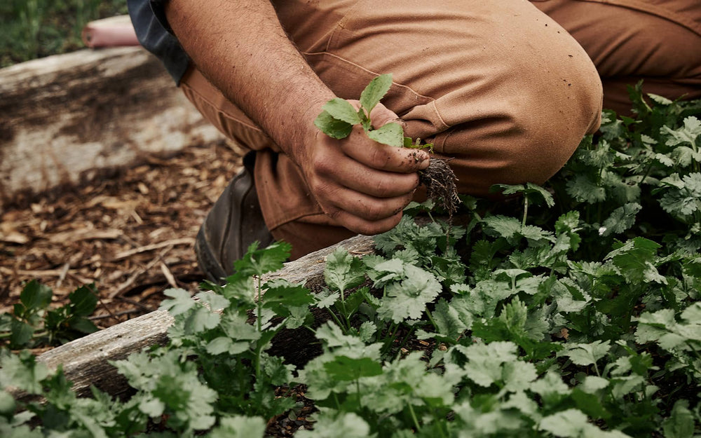 Taylor Stitch x Rodale Institute - Common Good Collection | Dispatch