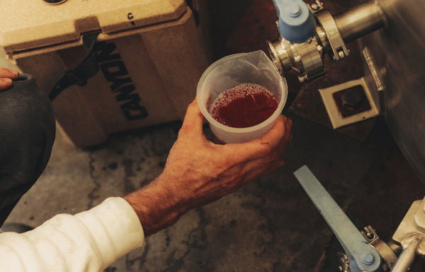 A
      cup of wine takenfrom a barrel