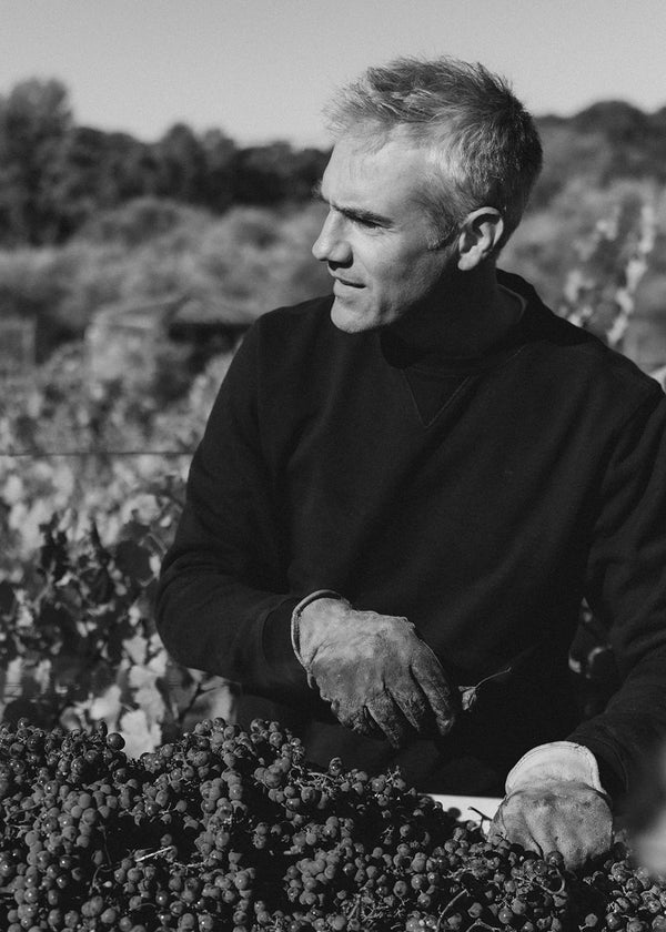 Jack sorting through grapes collected at harvest