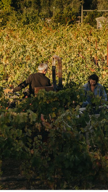 Jack, Johanna and their daughter gathering grapes at harvest