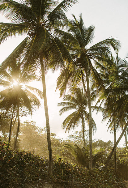 The sun shining through a jungle of palm trees.