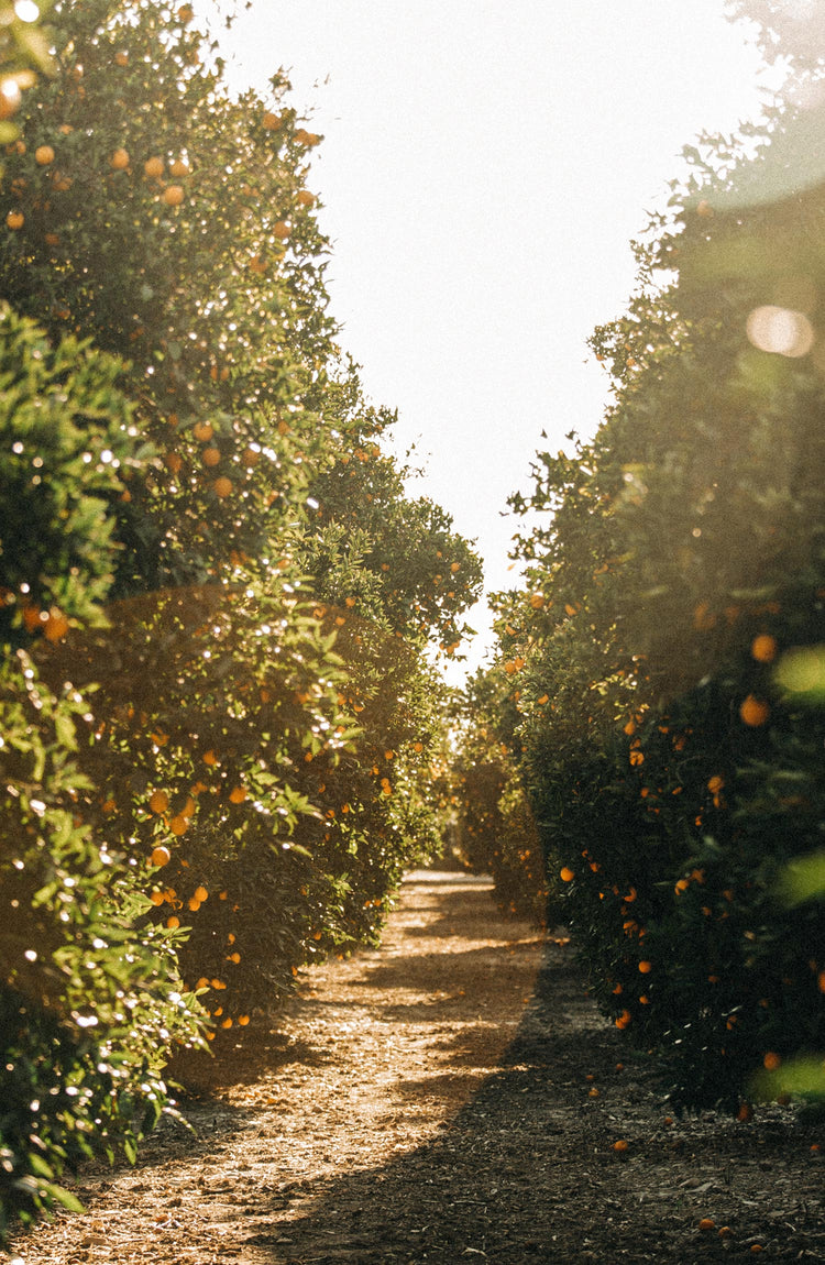 orange grove in california