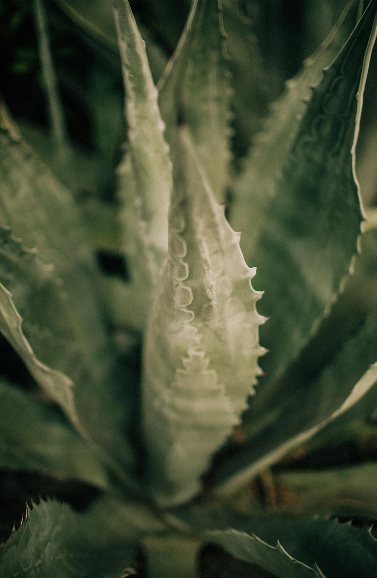 close up of an agave plant
