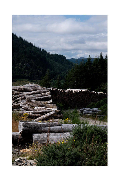 Timber logs in a Scottish forest.