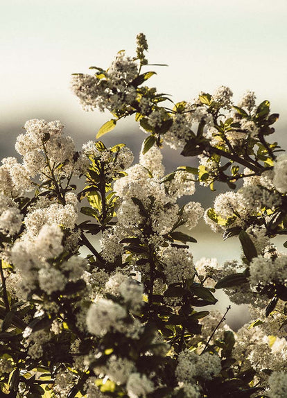 Cotton plant