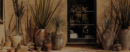 Agave plants