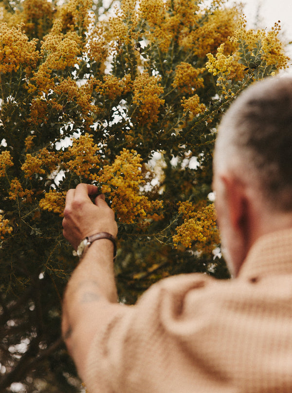Model touching yellow flowers on a tree