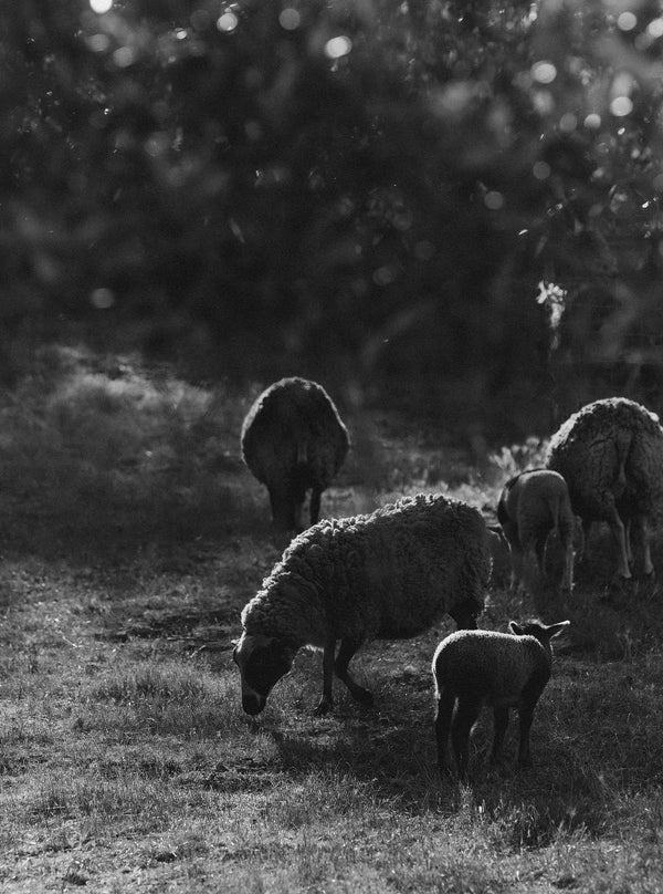 Sheep grazing at a farm in the Bay Area