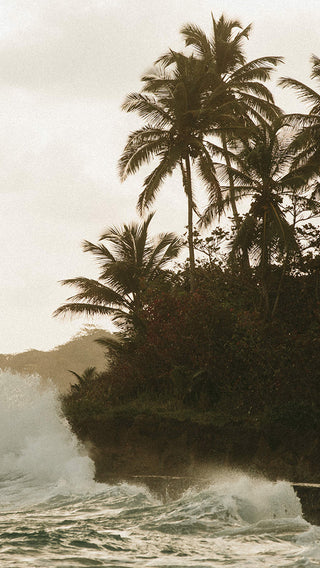 Waves crashing along a palm tree-lined coast