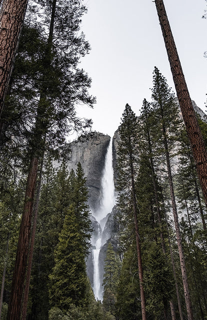 A majestic waterfall beyond some super tall redwoods.