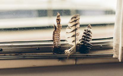 Three feathers stuck in the beading of a crusty old window.
