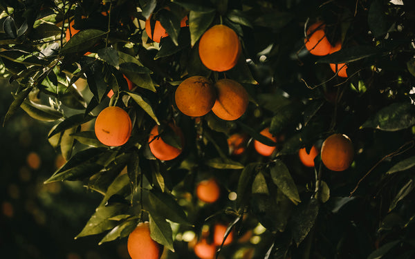 Ripe oranges ready for picking.