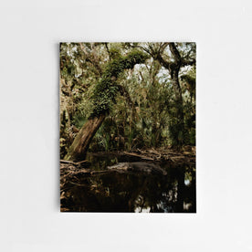 The Flooded Oak Hammock by Corey Woosley: Featured Image